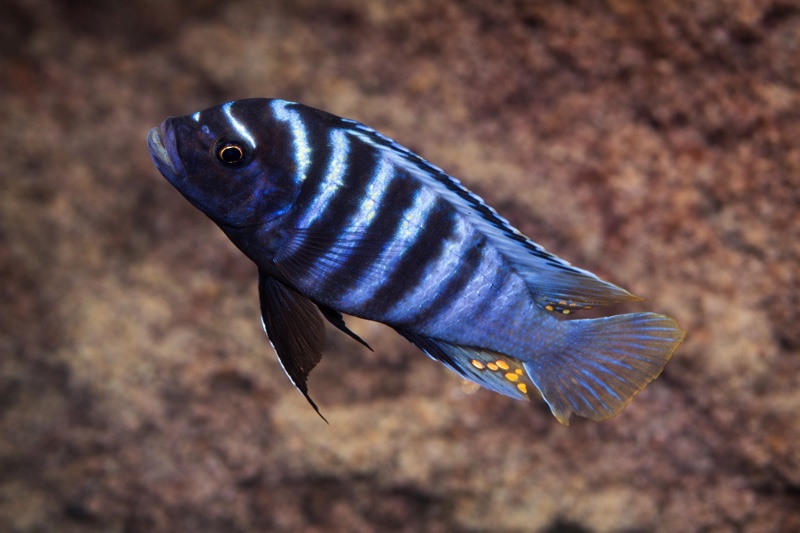 Maylandia sp. 'aggressive bars' Hora Mhango